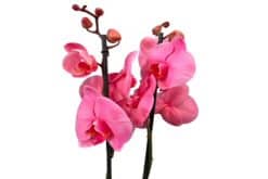 phalaenopsis plant pink-gekleurd bloei