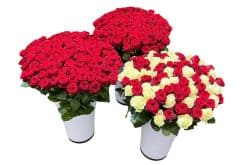 300 rozen keuze