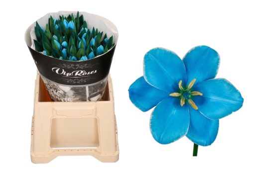 tulpen bluetooth