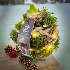 amaryllis bol met lichtjes