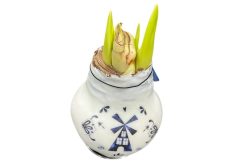 amaryllis wax bol molen