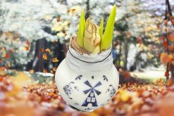amaryllis wax bol molen blauw