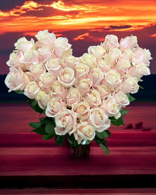 Hart van 40 Sweet Avalanche roze rozen💕
#rozen #roseslover #sweetavalancheroses #sweetavalanche #meijerroses #rosen #hart #royalfloraholland #rijnsburg